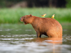 Capybara in Brazil.