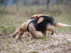 Tamandua in the Pantanal, Brazil.