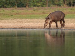 Brazillian tapir in Brazil.