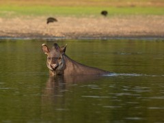 Tapir in Brazil.