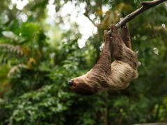 Three-toed sloth in Brazil