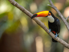 Toco toucan in Brazil.
