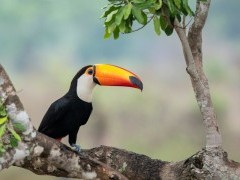 Toco toucan in the Pantanal, Brazil.