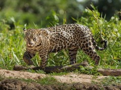 Jaguar in Brazil