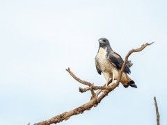 White-tailed hawk in Brazil
