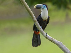 White-throated toucan in Brazil