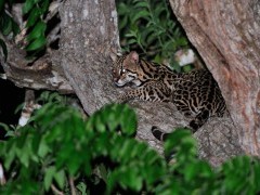 Ocelot in the Pantanal, Brazil.