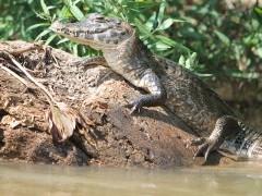 Yacare caiman in the Pantanal, Brazil.