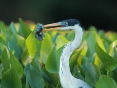 Cocoi heron in the Pantanal, Brazil.