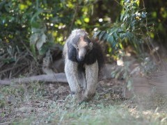 Giant anteater in the Pantanal, Brazil.
