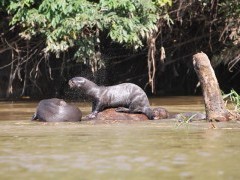 Giant river otter in the Pantanal, Brazil.