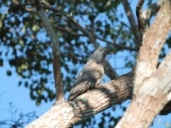 Great potoo in the Pantanal, Brazil.