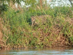 Jaguar in the Pantanal, Brazil.