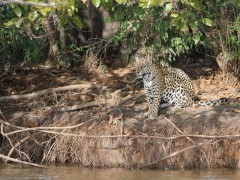 Jaguar in the Pantanal, Brazil.