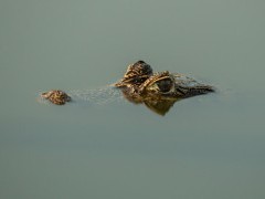 Yacare caiman in Brazil.