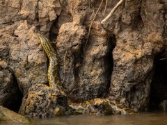 Yellow anaconda in the Pantanal.