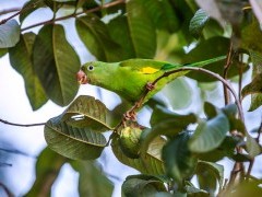 Yellow-cheveroned parakeet in the Pantanal, Brazil