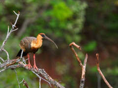 Buff-necked ibis in Brazil.