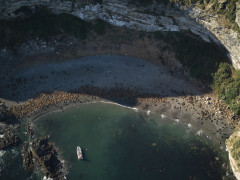 Aerial of southern sea lions in Chile.
