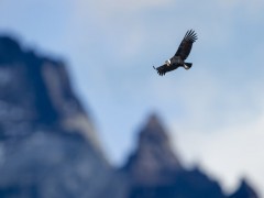 Andean condor in flight above Torres del Paine National Park, Chile.