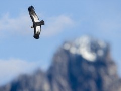 Andean condor in Torres del Paine National Park, Chile.