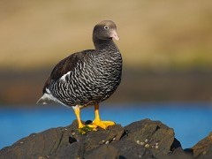 Kelp goose in Chile