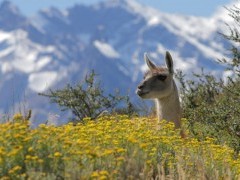 Guanaco in Torres del Paine, Chile