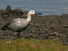 Male upland goose in Chile