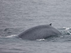 Blue whale off the coast of Patagonia