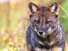 Darwin fox in Patagonia
