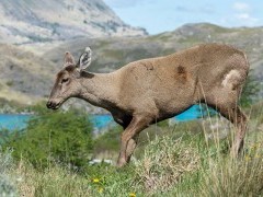 Huemul in Patagonia.