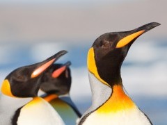 King penguin in Patagonia.