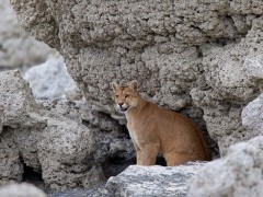 Puma in Patagonia.
