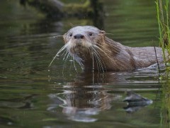 Southern river otter in Patagonia.