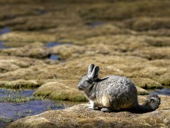 Mountain vizcacha in Lauca National Park, Chile