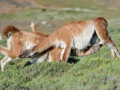 Guanaco in Torres del Paine National Park in Chile.