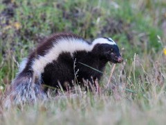 Patagonian hog-nosed skunk in Torres del Paine National Park in Chile.