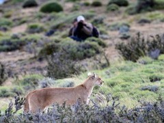 Puma in Torres del Paine National Park in Chile.