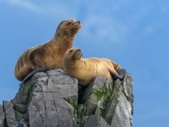 South American sea lion near the Magellan Strait, Chile