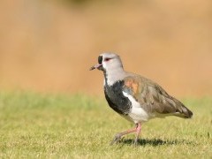 Southern lapwing in Patagonia, Chile