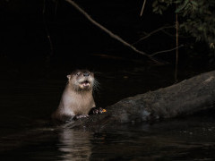 Southern river otter in Chile.