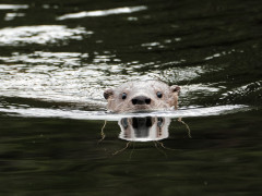 Southern river otter in Chile.