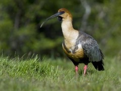 Black-faced ibis in Torres del Paine, Chile