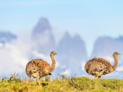 Darwin's rhea in Torres del Paine, Chile.