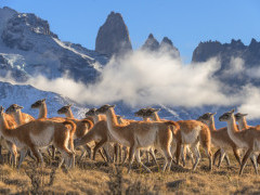 Guanaco in Torres del Paine, Chile.