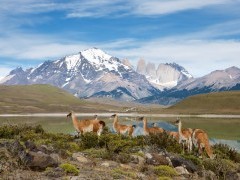 Guanaco in Torres del Paine National Park, Chile