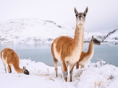 Guanaco in Torres del Paine National Park in Chile.