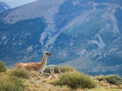 Guanaco in Torres del Paine National Park, Chile