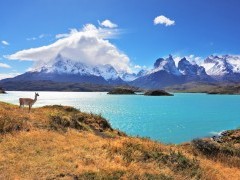Guanaco in Torres del Paine National Park, Chile