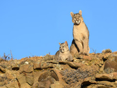 Puma in Torres del Paine, Chile.